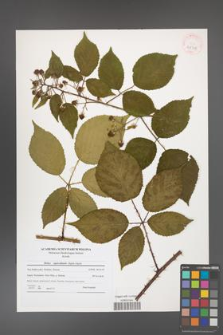 Rubus capricollensis [KOR 40707]