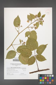 Rubus capricollensis [KOR 41207]
