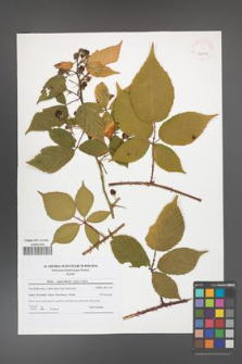 Rubus capricollensis [KOR 42001]