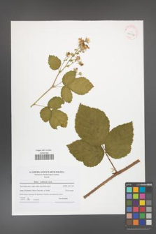 Rubus capricollensis [KOR 42002]