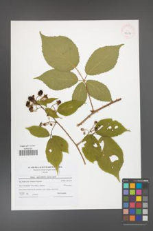 Rubus capricollensis [KOR 42098]