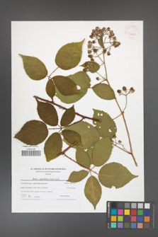Rubus capricollensis [KOR 42130]