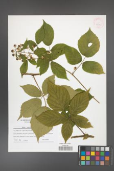 Rubus capricollensis [KOR 42171]