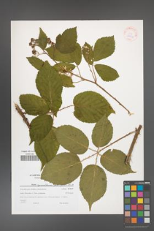 Rubus capricollensis [KOR 38951]