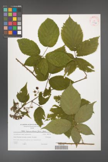 Rubus capricollensis [KOR 38922]