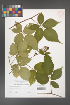 Rubus capricollensis [KOR 38925]