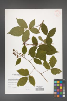 Rubus capricollensis [KOR 38774]