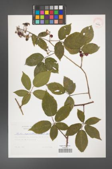 Rubus capricollensis [KOR 41273]