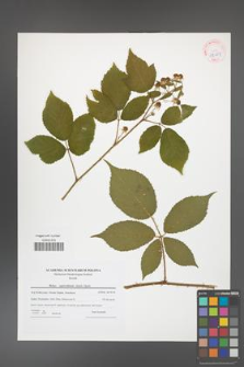 Rubus capricollensis [KOR 42269]