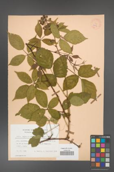 Rubus capricollensis [KOR 25594]