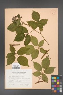 Rubus capricollensis [KOR 30187]