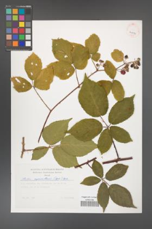 Rubus capricollensis [KOR 41274]