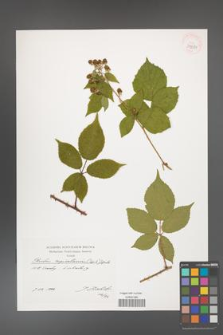 Rubus capricollensis [KOR 39881]