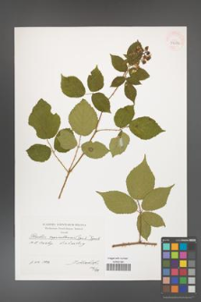 Rubus capricollensis [KOR 39882]