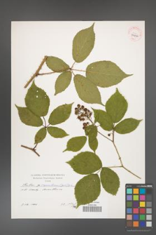 Rubus capricollensis [KOR 39936]