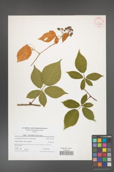 Rubus capricollensis [KOR 40958]