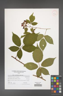 Rubus capricollensis [KOR 41191]