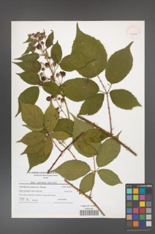 Rubus capricollensis [KOR 41194]