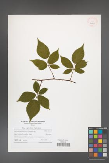 Rubus capricollensis [KOR 40609]