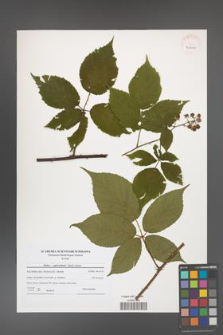 Rubus capricollensis [KOR 40610]