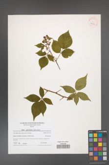 Rubus capricollensis [KOR 40611]