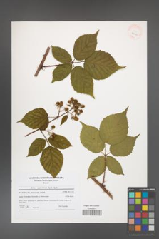 Rubus capricollensis [KOR 40613]