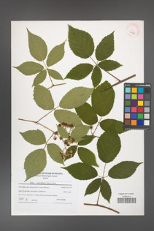 Rubus capricollensis [KOR 40633]