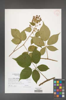 Rubus capricollensis [KOR 40708]
