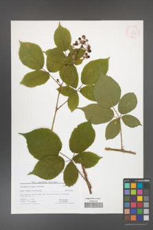 Rubus capricollensis [KOR 41613]