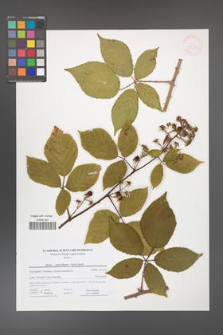 Rubus capricollensis [KOR 41609]