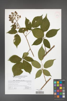 Rubus capricollensis [KOR 42742]