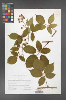 Rubus capricollensis [KOR 42775]