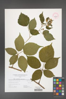 Rubus capricollensis [KOR 44664]