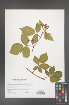 Rubus capricollensis [KOR 47689]