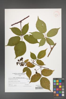 Rubus capricollensis [KOR 40756]