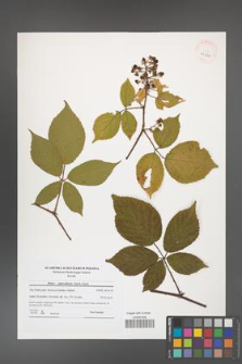 Rubus capricollensis [KOR 41130]