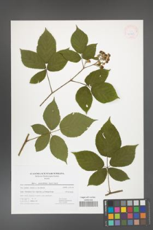 Rubus capricollensis [KOR 41745]