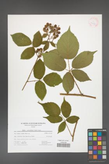 Rubus capricollensis [KOR 41749]