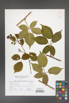 Rubus capricollensis [KOR 41671]