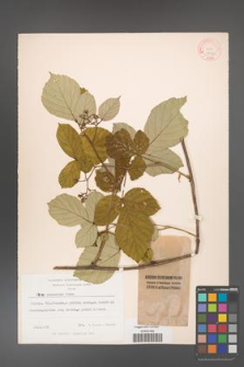 Rubus caucasicus [KOR 18422]