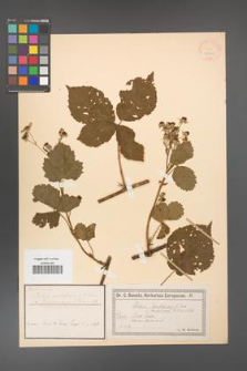 Rubus centiformis [KOR 18423]