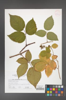 Rubus chaerophylloides [KOR 41602]
