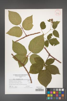 Rubus chaerophylloides [KOR 41176]