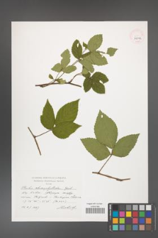 Rubus chaerophylloides [KOR 39092]