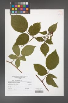 Rubus chaerophylloides [KOR 41825]