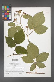 Rubus chaerophylloides [KOR 51112]
