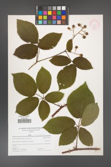 Rubus chaerophylloides [KOR 44370]