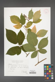 Rubus chaerophylloides [KOR 41456]