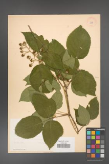 Rubus chaerophylloides [KOR 10974]