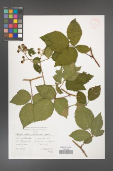 Rubus chaerophylloides [KOR 38310]